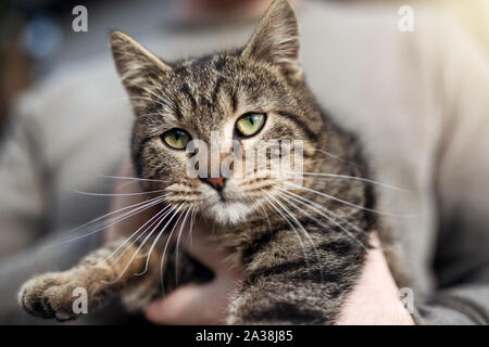 Mann zu Hause seine schöne Katze. Cute Kitten mit grünen Augen. Haustiere und Lifestyle Konzept. Stockfoto