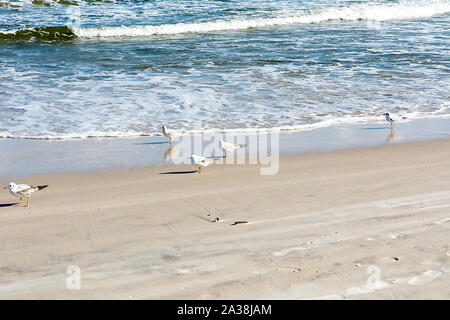 Möwe am Strand in Karwia (Polen) Stockfoto