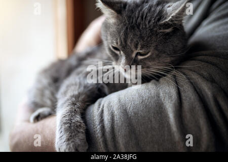 Mann zu Hause seine schöne Katze. Grau cute kitten mit grünen Augen. Haustiere und Lifestyle Konzept. Stockfoto