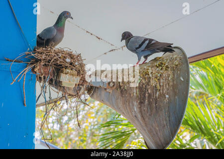 Tauben ein Nest gebaut und ruhen auf dem alten Horn Lautsprecher an das Gebäude Stange befestigt. Stockfoto