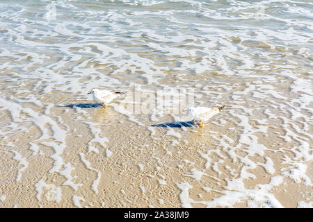 Möwe am Strand in Karwia (Polen) Stockfoto