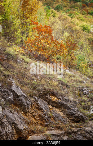 Schöne herbstliche Farben von lebendigen Bäume auf einer felsigen Klippe Aufhellen durch weiches Licht Stockfoto