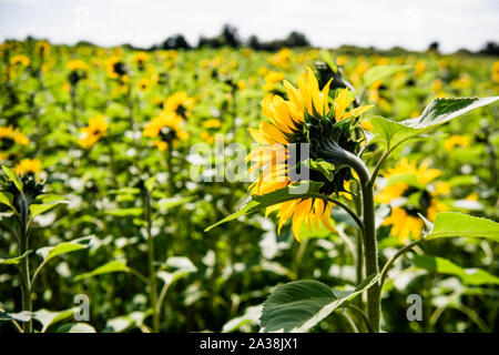 Feld mit Sonnenblumen in Nordirland Stockfoto