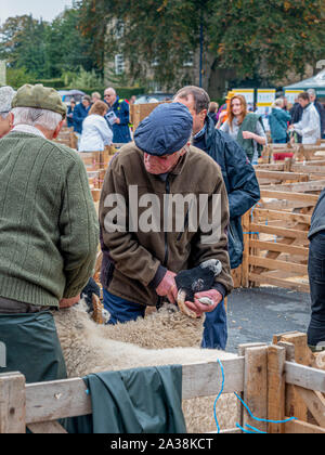 Richter, die Schafe auf der Masham Sheep Fair in North Yorkshire untersuchen Stockfoto