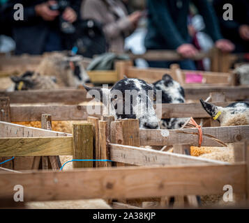 Schafe in Kugelschreibern an Masham Schafe Fair Stockfoto