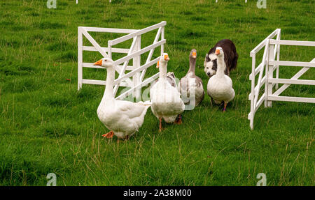 Schaf hund Demonstration an Masham Schafe Fair Stockfoto