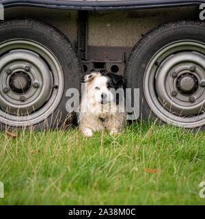 Schaf Hund saß zwischen den Rädern des Anhängers im Feld Stockfoto