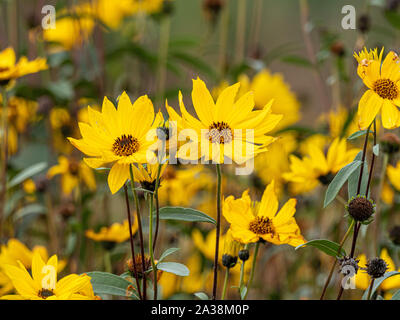 Gelbe Rudbeckien Blumen auf Zuteilung Stockfoto