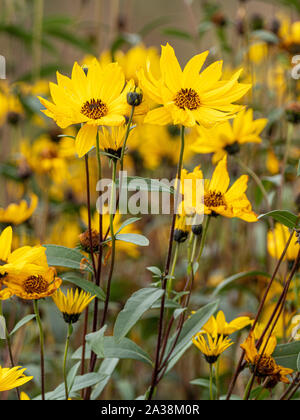 Gelbe Rudbeckien Blumen auf Zuteilung Stockfoto