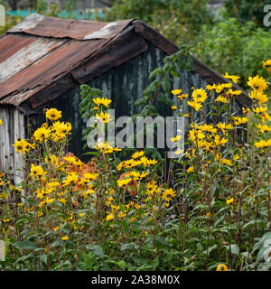 Gelbe Rudbeckien Blumen auf Zuteilung Stockfoto