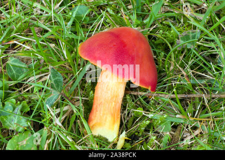 Waxcap Hygrocybe punicea (Crimson) ist ein weit verbreiteter Pilz von alten, weder, kurze Grasnarbe Grünland (Wiesen und Weiden) in gemäßigten Zonen. Stockfoto