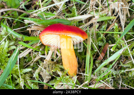 Waxcap Hygrocybe punicea (Crimson) ist ein weit verbreiteter Pilz von alten, weder, kurze Grasnarbe Grünland (Wiesen und Weiden) in gemäßigten Zonen. Stockfoto