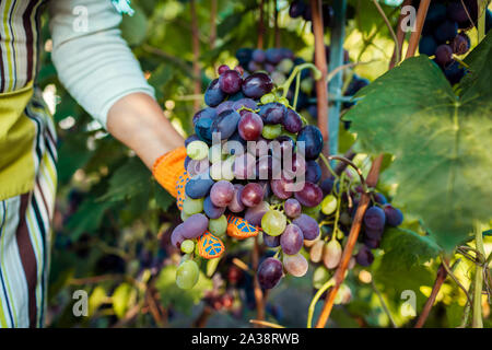 Bauer Ernte Ernte der Trauben auf ökologische Farm. Frau Schneid blaue Tafeltrauben mit gartenschere Stockfoto