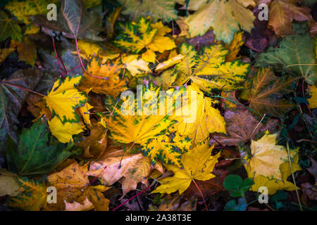 Kontrast Herbst Hintergrund mit nassen bunten Ahornblätter auf grünem Gras-selektiven Fokus close-up Weitwinkelbrennweite umgeschaltet Stockfoto