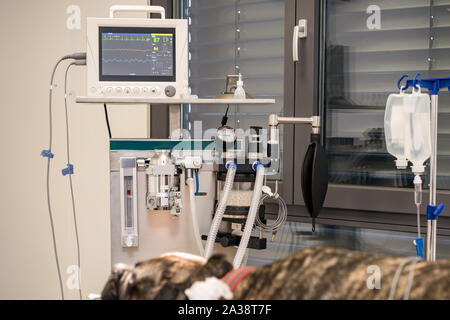 Hund intubierten in kleinen Operationssaal der tierärztlichen Klinik Stockfoto