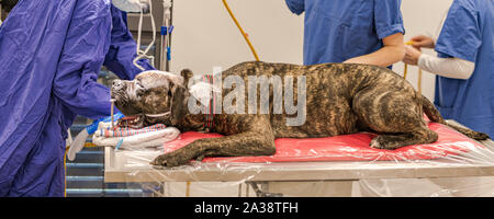 Hund intubierten in kleinen Operationssaal der tierärztlichen Klinik Stockfoto