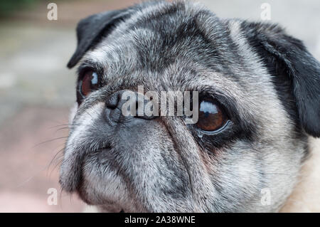 Pug flache Hunderasse Nahaufnahme Portrait mit Reflexionen in den Augen Stockfoto