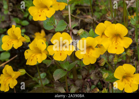 Affe Blume (Mimulus Guttatus) wachsen in der Shortcleuch Wasser, einer Hochebene stream, Lowther Hills, Leadhills, Grenzen, Schottland Stockfoto