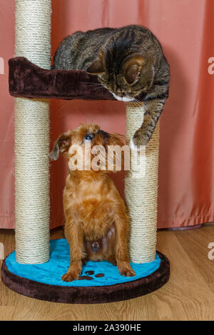Katze und einem kleinen Hund sitzt auf einem kratzbaum auf ein Zimmer Hintergrund Stockfoto