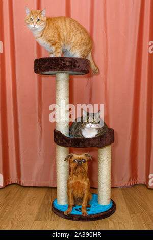 Zwei lustige Katzen und einen kleinen Hund sitzt auf einem kratzbaum auf ein Zimmer Hintergrund Stockfoto