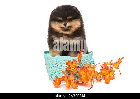 Schwarz pomeranian Welpen im Warenkorb auf weißem Hintergrund Stockfoto