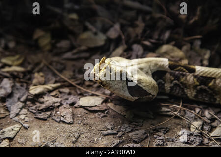 Wild giftige Schlange, gefährliches Tier detail, tödliches Gift Stockfoto