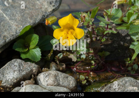 Affe Blume (Mimulus Guttatus) wachsen in der Shortcleuch Wasser, einer Hochebene stream, Lowther Hills, Leadhills, Grenzen, Schottland Stockfoto