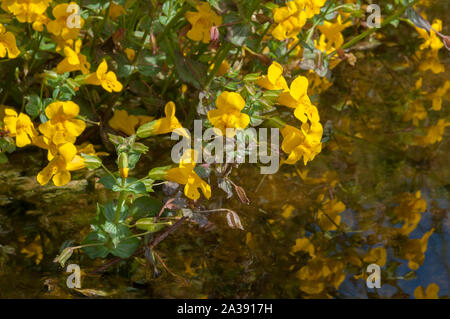 Affe Blume (Mimulus Guttatus) wachsen in der Shortcleuch Wasser, einer Hochebene stream, Lowther Hills, Leadhills, Grenzen, Schottland Stockfoto