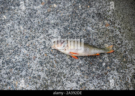 Tote Fische auf der Straße auf dem Beton mit seinen Mund weit geöffnet Stockfoto