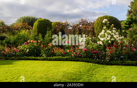 Letterbox Ernte; Richtung Süden Grenze, Chenies Manor Garden auf einen feinen Abend Anfang September. Helle grüne Rasen, Dahlien, box Hedge- und Strauch rose. Stockfoto