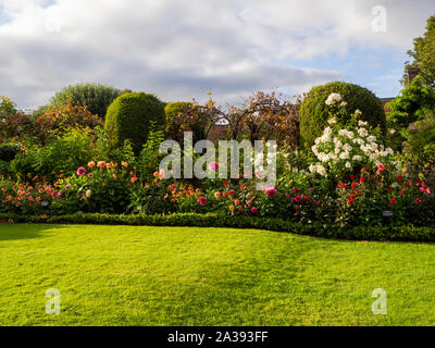 Richtung Süden Grenze, Chenies Manor Garden auf einen feinen Abend Anfang September. Helle grüne Rasen, Dahlien, box Hedge- und Strauch rose. Stockfoto