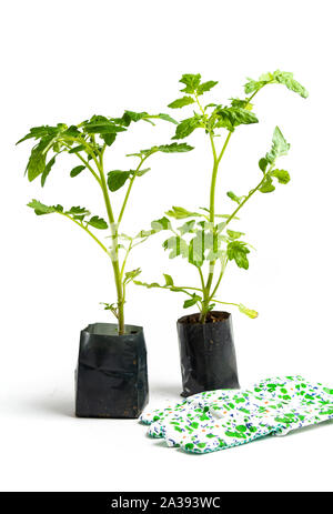 Junge Tomatenpflanze Sämlinge in einem fruchtbaren Boden für Pflanzen Stockfoto