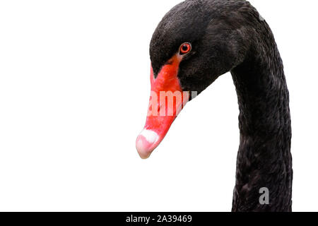 Schwarzer Schwan (Cygnus atratus) Close-up Profil mit Kopie Raum weißem Hintergrund Stockfoto