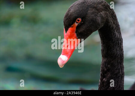 Schwarzer Schwan (Cygnus atratus) Close-up Profil mit Kopie Raum Stockfoto