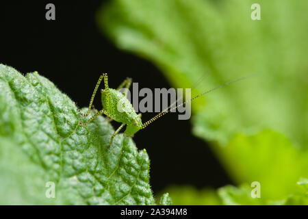 Gesprenkelten Busch - Kricket Nymphe (Leptophyes punctatissima) auf ein Blatt im Frühsommer in Somerset, England. Stockfoto