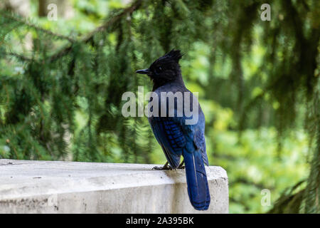 Der Steller Jay Cyanocitta stelleri Pacific coast bilden. Stockfoto