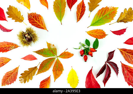 Bunte Blätter im Herbst und Renditen Muster auf weißem Hintergrund. Flach, Ansicht von oben Stockfoto