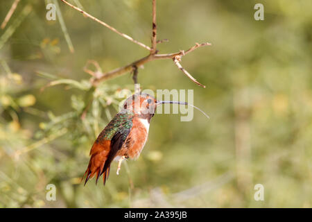 Allen Hummingbird's Männliche thront im Baum Zunge erweitert Stockfoto