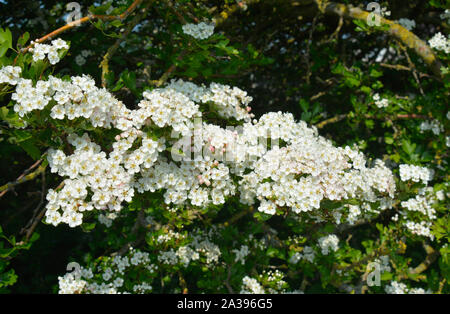 Hawthorne Blüte Stockfoto