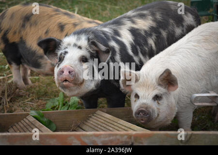 Drei Schweinchen Stockfoto