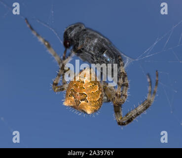 Orb Weaver Spider Erfassung Pferdebremse, California, United States Stockfoto