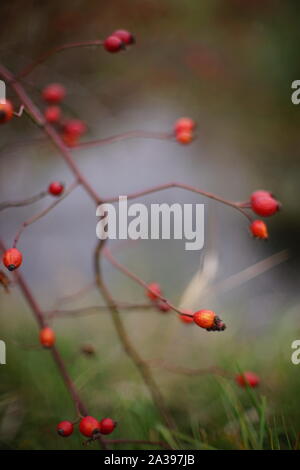 Hagebutten Bush mit roten Beeren Nahaufnahme. Selektive konzentrieren. Verschwommen Stockfoto