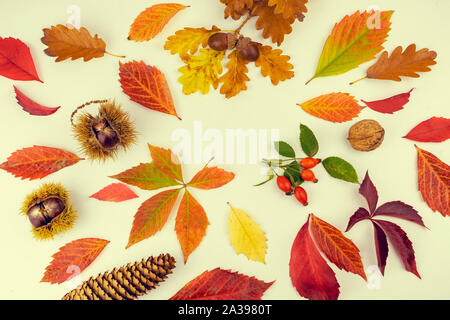 Bunte Blätter im Herbst und Renditen Muster auf weißem Hintergrund. Flach, Ansicht von oben Stockfoto