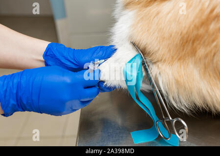 Professionelle Tierarzt Impfstoffe corgi Rasse Hund in der Tierklinik. Stockfoto