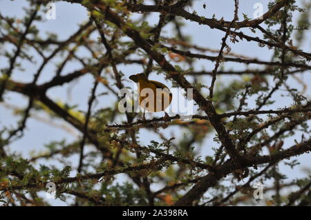 Der Gelbvogel Baglafecht Weaver (Ploceus baglafecht) in Äthiopien Stockfoto