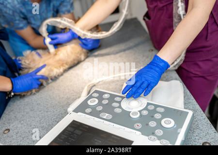 Professionelle pet Ärzte tun Ultraschall für hunderasse Yorkshire Terrier in PET-Krankenwagen Auto Scan Stockfoto