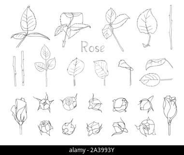 Vector Illustration. Großer Satz von Hand gezeichnet florale Elemente auf weißem Hintergrund. Rose Blätter und Blüten. Clip Art für romantisches Design Stock Vektor