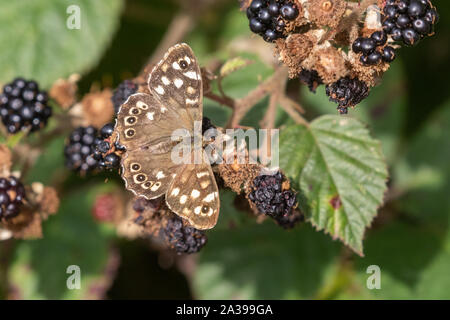 Einen gesprenkelten Holz butterfly (UK) auf reife Brombeeren. Stockfoto