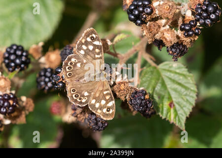 Einen gesprenkelten Holz butterfly (UK) auf reife Brombeeren. Stockfoto