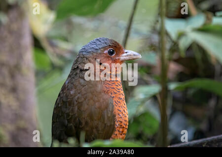 Die riesigen Antpitta ist eine seltene und selten gesehen antpitta und zu den größten in der antpitta Familie. Es ist nur in Ecuador und Kolumbien gefunden. Stockfoto